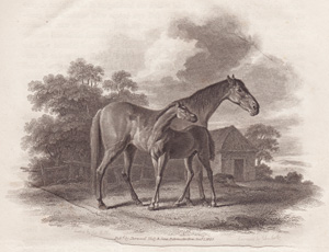 The Horse
